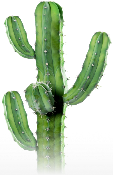 cactus i nostri valori